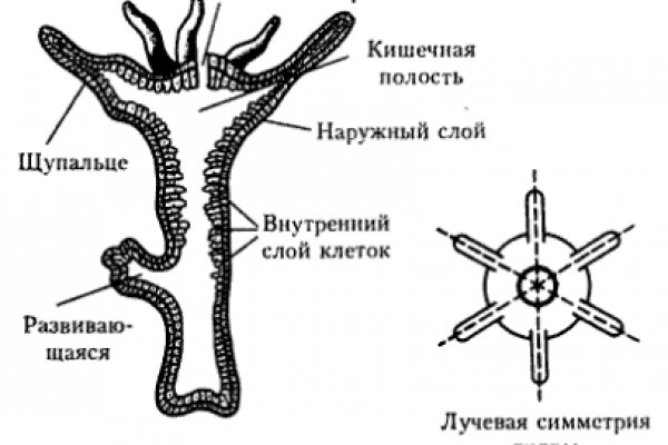 Kraken зеркала kr2web in